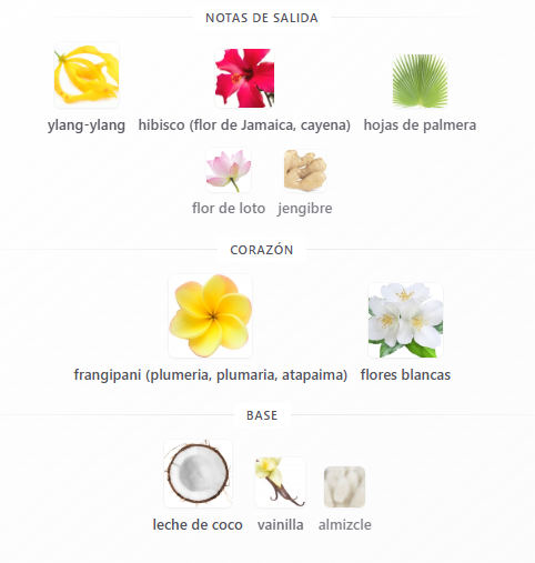 Decant Hibiscus Palm - Aerin